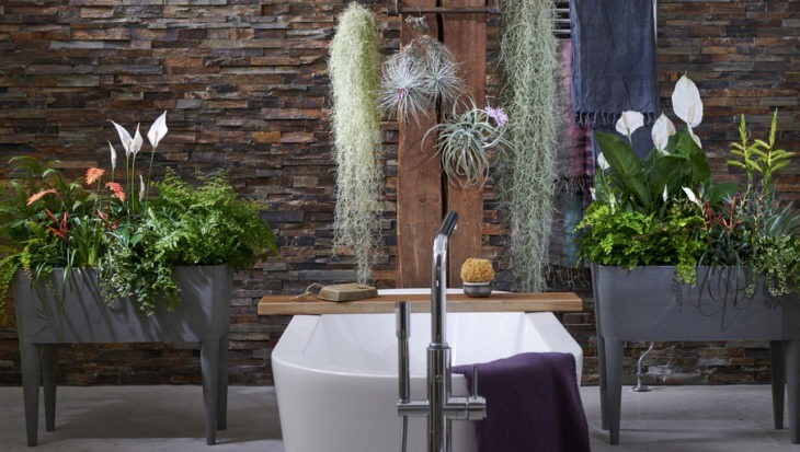 De beste planten voor in de badkamer